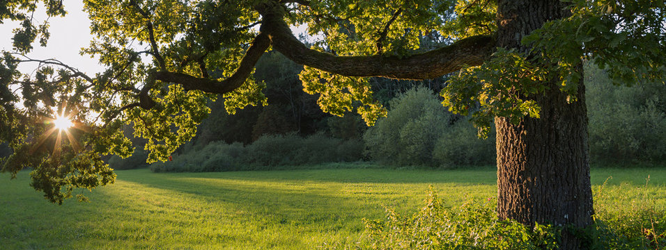 alte Eiche bei Sonnenuntergang, Panoramaformat