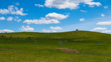 Spring Fields