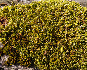 Moss on wood