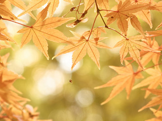 leuchtendes Herbstlaub