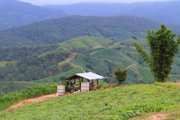 Terrace rice fields in Mae Chaem District Chiang Mai, Thailand