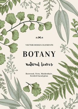 Botanical illustration with leaves.