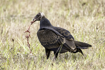 Buzzard eating dead animal in field