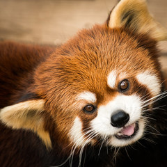 Red Panda III