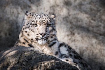 Snow Leopard XVII