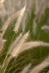 Fototapeta premium Grass