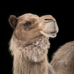 Foto op Plexiglas Dromedary Camel II © Abeselom Zerit
