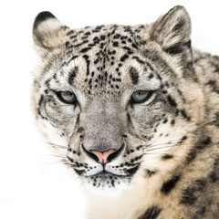 Snow Leopard XVI