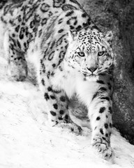 Snow Leopard on the Prowl VII