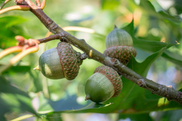 Three green acorn nuts on oak tree branches