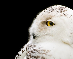 Obraz premium Snowy Owl II
