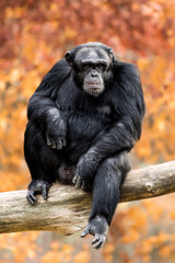 Chimpanzee XXII