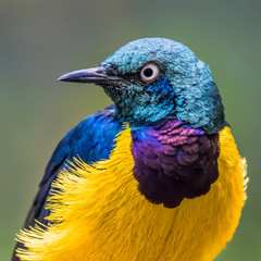 Golden-Breasted Starling