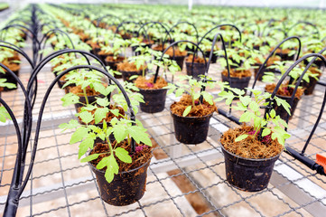 Tomato cultivation : Cultured seedlings morning time.
