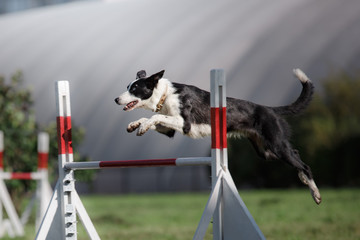dog hurdling over a jump at an agility event - Powered by Adobe