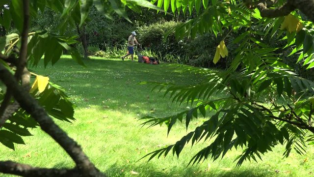 worker man start lawn mower and cut grass.  View through tree leaves. 4K