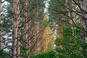 Obraz premium inside of the forest with pines