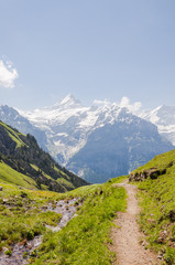Grindelwald, Dorf, Berner Oberland, Wanderweg, Waldspitz, First, Alpen, Schweizer Berge, Schreckhorn, Sommer, Schweiz