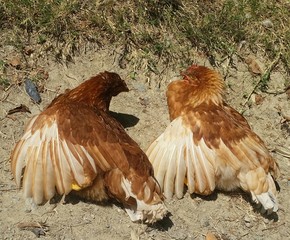 twin chickens