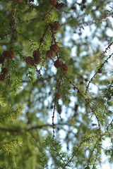 inside of the forest with pines