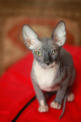 sphinx cat