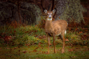 Young White Tail Deer