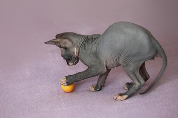 sphinx cat