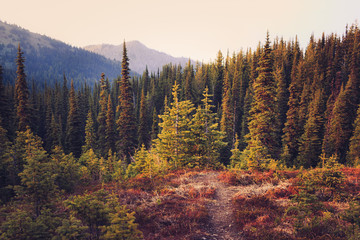 Fototapeta premium A Fairytale Forest