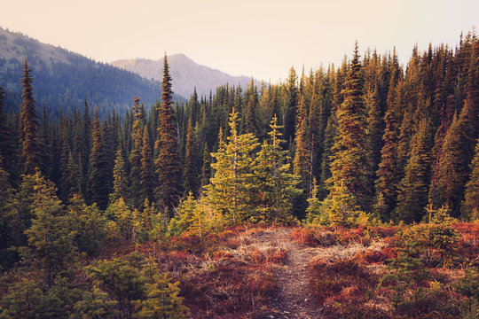 Fototapeta A Fairytale Forest
