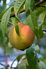 Peach Ripening on a Peach Tree