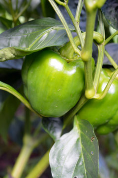 Green Bell Pepper Plant