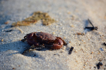 Red Crab on a Sandy Beach