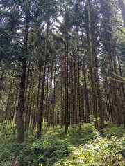 Collection of trees in a forest in Ardennes, Belgium