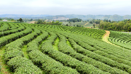 Fototapeta na wymiar Cultivation of tea plantations natural northern Thailand.