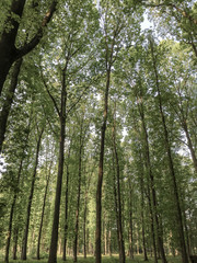Forest with tall trees in Belgium