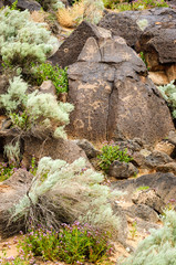 Petroglyph National Monument