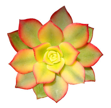 recommend clip art: Succulent Clip Art
