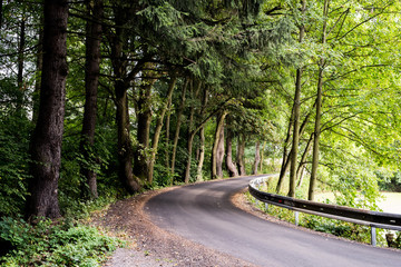 road in the forest
