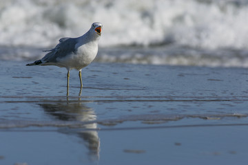 Bird calling in surf (Ring-billed Gull), Outer Banks