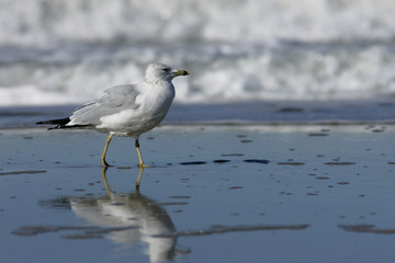 Bird striding in surf (Ring-billed Gull), Outer Banks