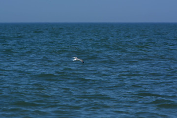 Fototapeta na wymiar Seagull Soaring Over the Ocean