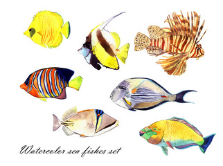 Watercolor fish. Sea fish set illustration isolated on white background
