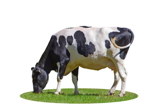 isolated cow grazing in the meadow