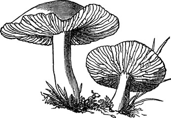 Vintage image mushrooms - 121581410