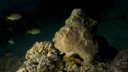 Frog fish camouflaged in the coral © rmferreira