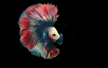 Betta fish or Siamese fighting fish on black background