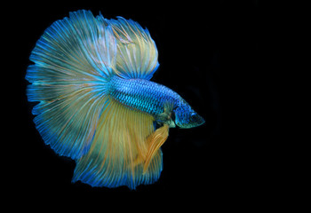 Betta fish or Siamese fighting fish on black background