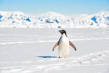 Gordijnen Adelie Penguin © David Defranceski