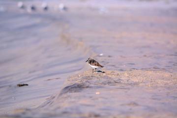 A Sand Piper Bird Standing on a Sandy Beach