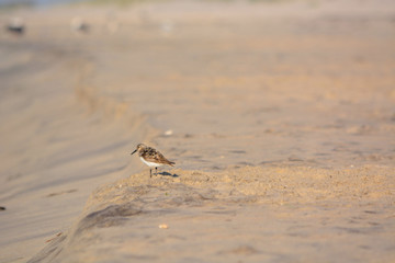 Sand Piper Stands on a Beach